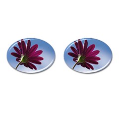 Daisy Cufflinks (oval) by Siebenhuehner