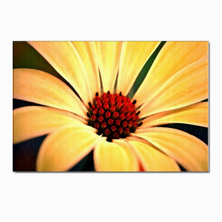 Osterspermum Postcards 5  x 7  (10 Pack)