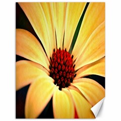 Osterspermum Canvas 18  X 24  (unframed) by Siebenhuehner