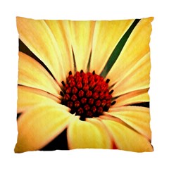 Osterspermum Cushion Case (two Sided)  by Siebenhuehner