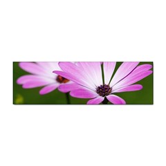 Osterspermum Bumper Sticker 10 Pack by Siebenhuehner