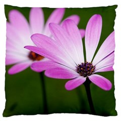 Osterspermum Large Cushion Case (two Sided)  by Siebenhuehner