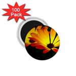 Osterspermum 1.75  Button Magnet (100 pack) Front
