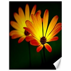 Osterspermum Canvas 12  X 16  (unframed) by Siebenhuehner