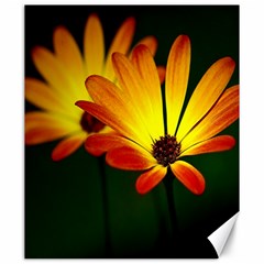 Osterspermum Canvas 20  X 24  (unframed) by Siebenhuehner