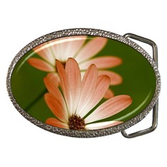 Osterspermum Belt Buckle (oval) by Siebenhuehner