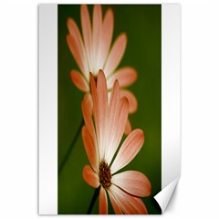 Osterspermum Canvas 24  x 36  (Unframed)