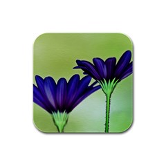 Osterspermum Drink Coasters 4 Pack (Square)