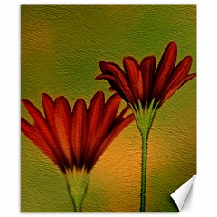 Osterspermum Canvas 8  X 10  (unframed)