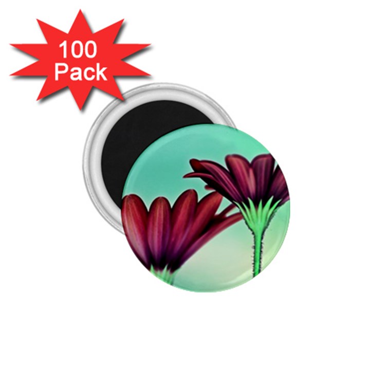 Osterspermum 1.75  Button Magnet (100 pack)