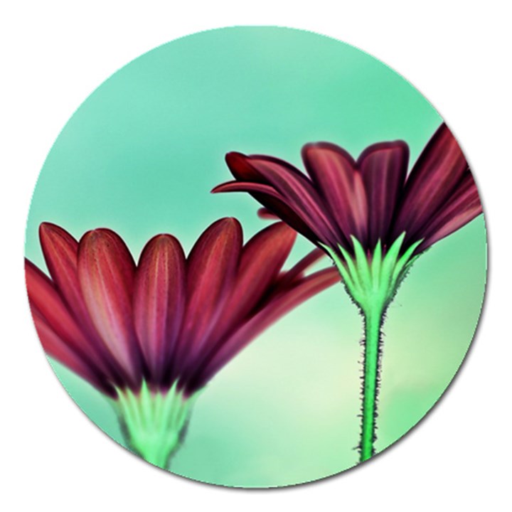 Osterspermum Magnet 5  (Round)