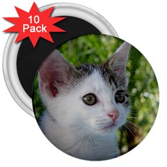 Young Cat 3  Button Magnet (10 Pack)