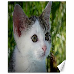 Young Cat Canvas 16  X 20  (unframed) by Siebenhuehner