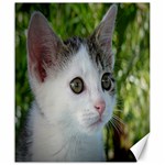 Young Cat Canvas 20  x 24  (Unframed) 19.57 x23.15  Canvas - 1