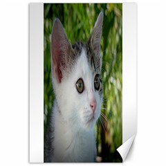 Young Cat Canvas 24  X 36  (unframed)