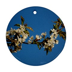 Cherry Blossom Round Ornament by Siebenhuehner
