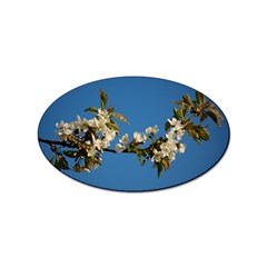 Cherry Blossom Sticker (oval)