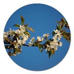 Cherry Blossom Magnet 5  (round)