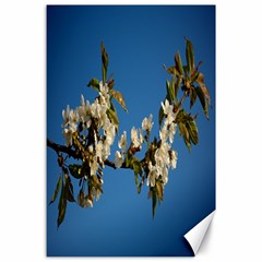 Cherry Blossom Canvas 24  X 36  (unframed) by Siebenhuehner