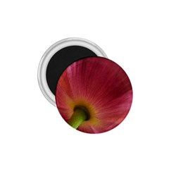 Poppy 1.75  Button Magnet