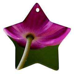 Poppy Star Ornament by Siebenhuehner