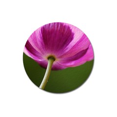 Poppy Magnet 3  (round)