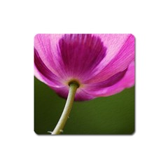 Poppy Magnet (square)