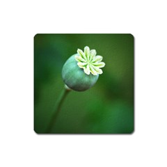 Poppy Capsules Magnet (square) by Siebenhuehner