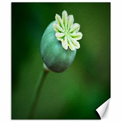 Poppy Capsules Canvas 20  X 24  (unframed) by Siebenhuehner