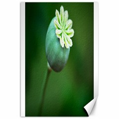 Poppy Capsules Canvas 20  X 30  (unframed) by Siebenhuehner