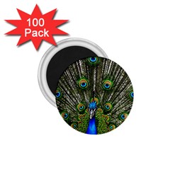 Peacock 1 75  Button Magnet (100 Pack) by Siebenhuehner