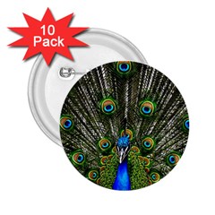 Peacock 2 25  Button (10 Pack) by Siebenhuehner