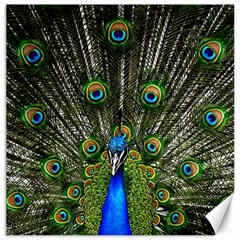 Peacock Canvas 12  X 12  (unframed)