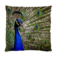 Peacock Cushion Case (single Sided)  by Siebenhuehner