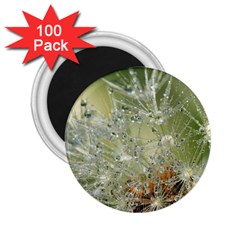 Dandelion 2 25  Button Magnet (100 Pack) by Siebenhuehner