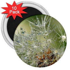 Dandelion 3  Button Magnet (10 Pack) by Siebenhuehner