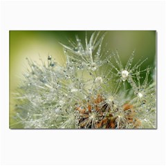 Dandelion Postcards 5  X 7  (10 Pack) by Siebenhuehner