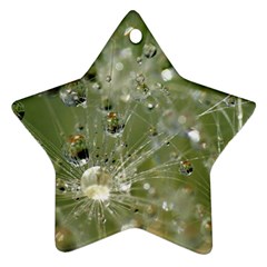 Dandelion Star Ornament by Siebenhuehner