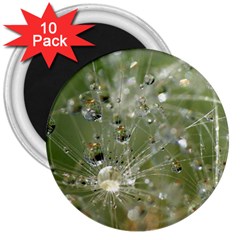 Dandelion 3  Button Magnet (10 Pack) by Siebenhuehner