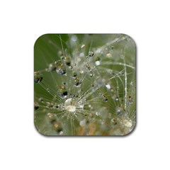 Dandelion Drink Coaster (square) by Siebenhuehner