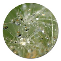 Dandelion Magnet 5  (round) by Siebenhuehner