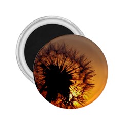 Dandelion 2.25  Button Magnet