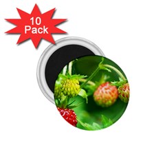 Strawberry  1 75  Button Magnet (10 Pack)