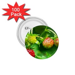 Strawberry  1 75  Button (100 Pack)