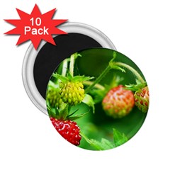 Strawberry  2 25  Button Magnet (10 Pack)