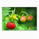 Strawberry  Postcards 5  x 7  (10 Pack) Front