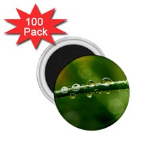 Waterdrops 1 75  Button Magnet (100 Pack) by Siebenhuehner