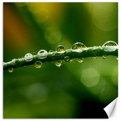 Waterdrops Canvas 12  X 12  (unframed) by Siebenhuehner