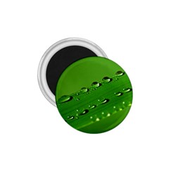 Waterdrops 1 75  Button Magnet by Siebenhuehner