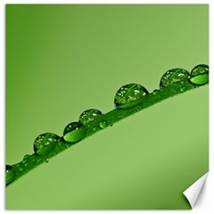 Waterdrops Canvas 12  X 12  (unframed) by Siebenhuehner